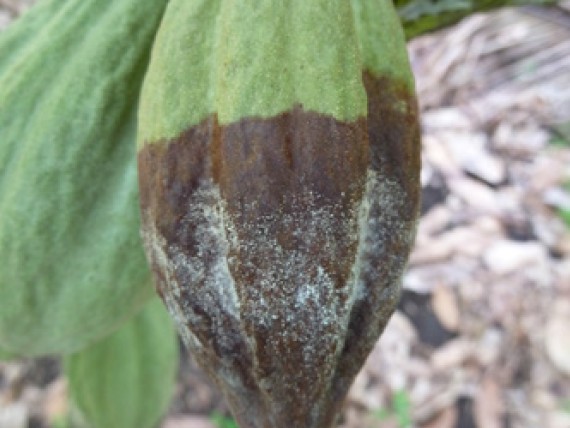 Black Pod Disease, reference photo 1