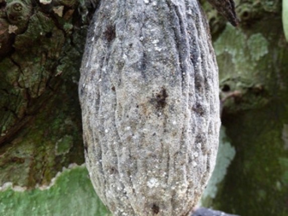 Black Pod Disease, reference photo 2