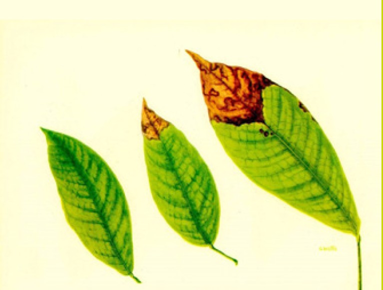 Drought and nutrition stress, reference photo 1