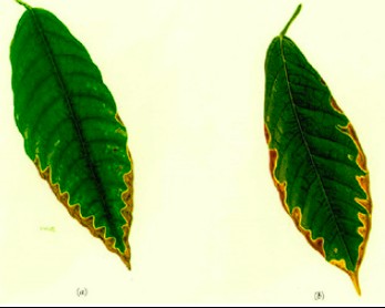 Drought and nutrition stress, reference photo 2