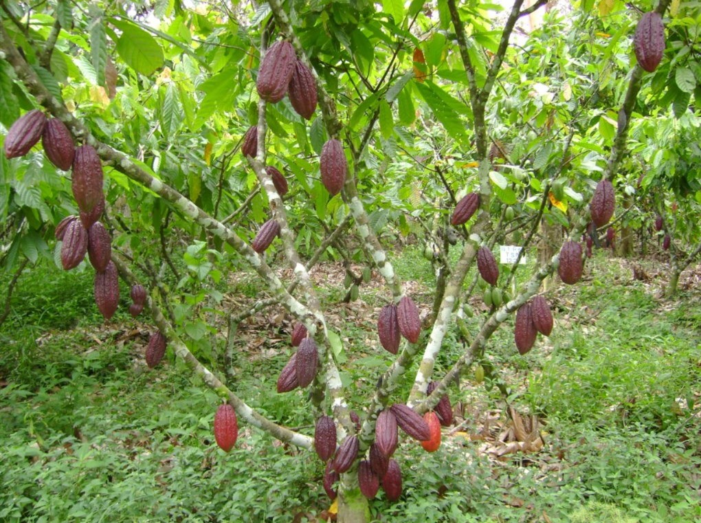 Healthy cocoa, reference photo 1