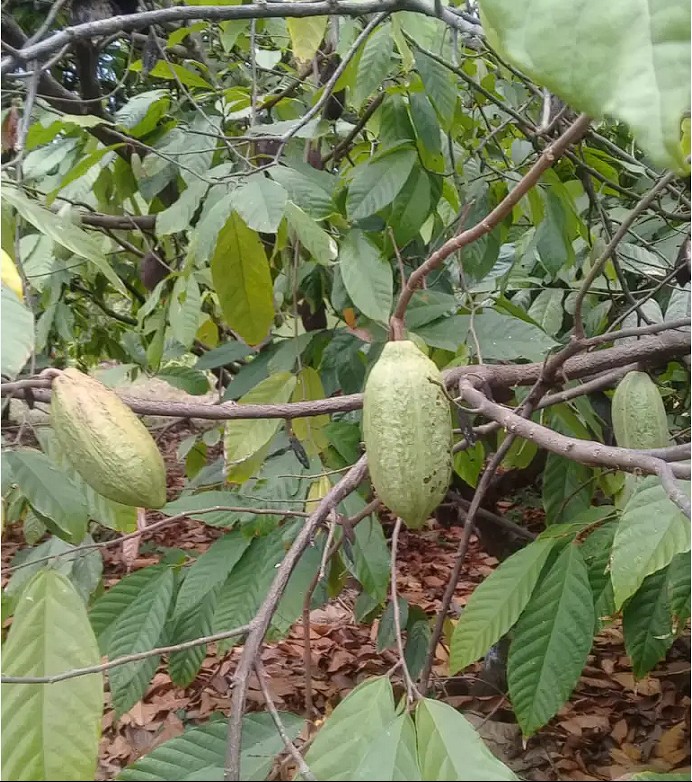 Healthy cocoa, reference photo 2