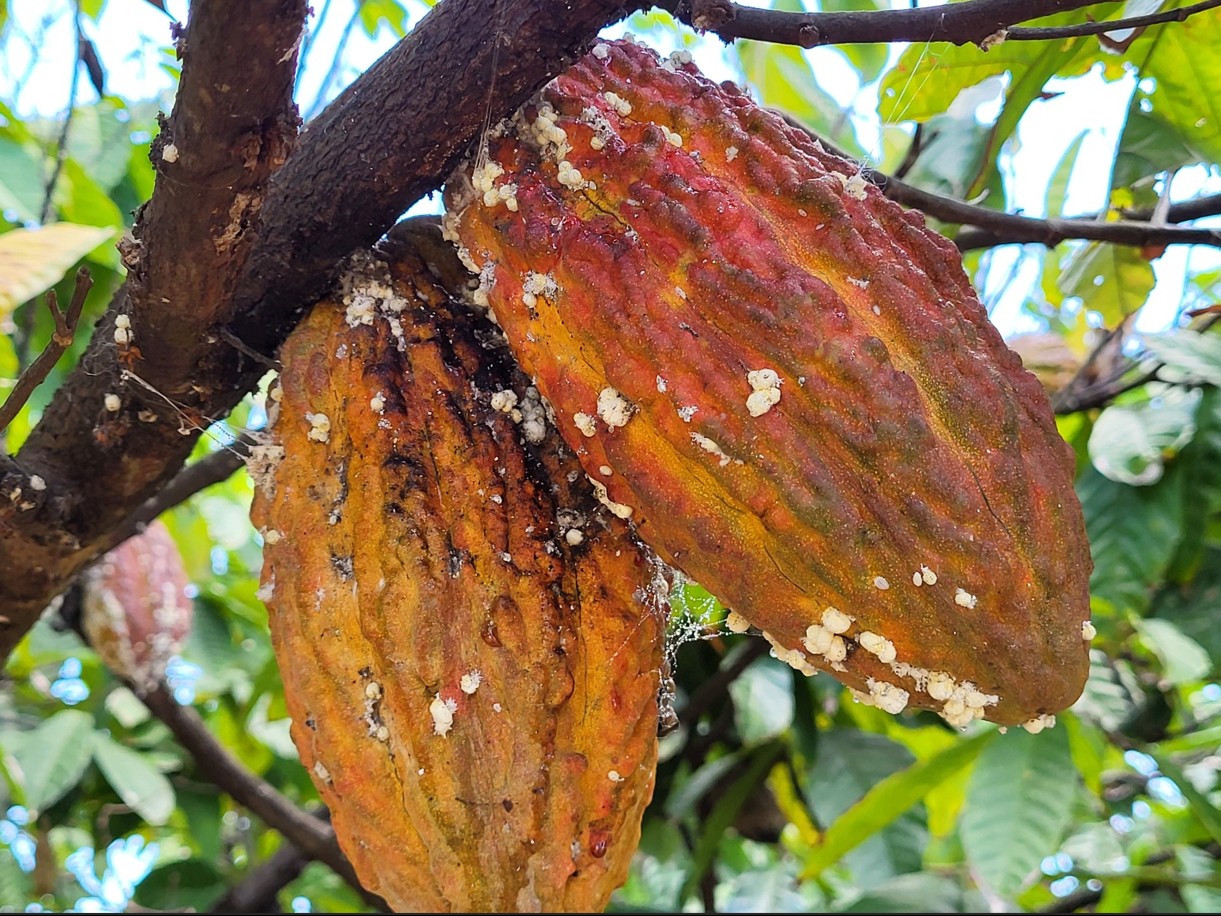 Pests and damage, reference photo 1