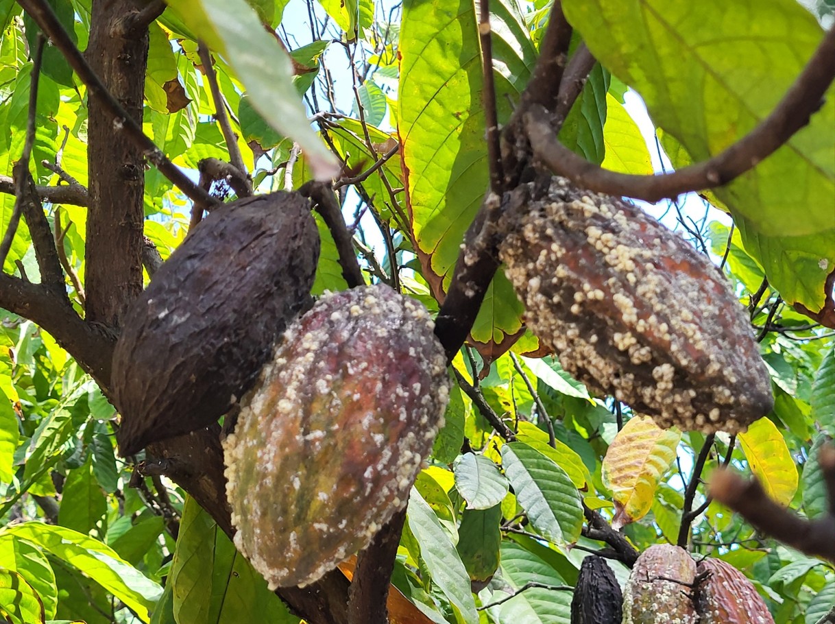 Pests and damage, reference photo 2