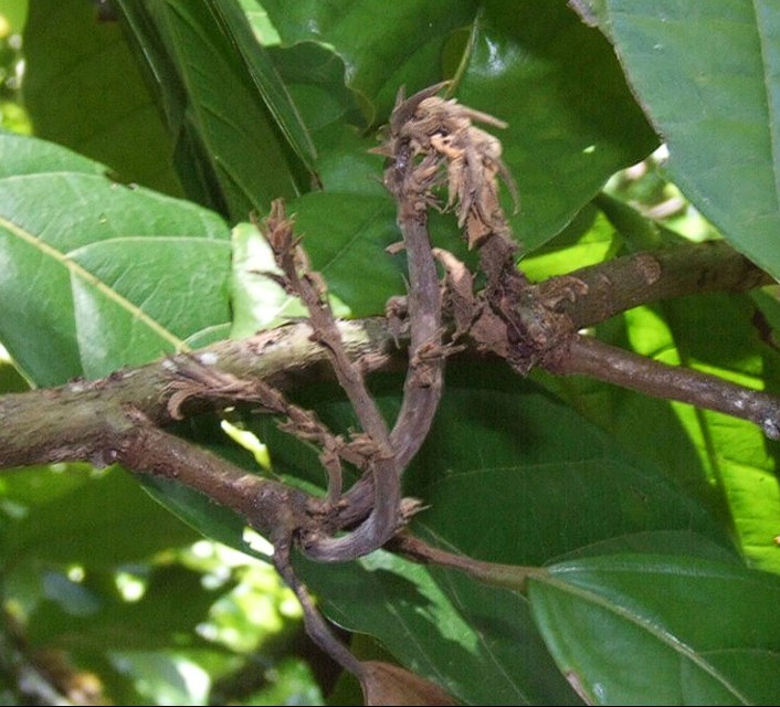Witches' Broom Disease, reference photo 1