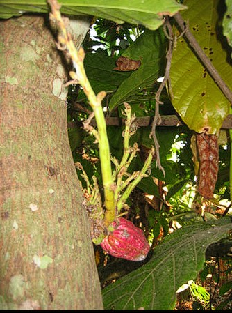 Witches' Broom Disease, reference photo 3